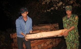 Gỗ được phát hiện trên ốc đảo ở huyện Ia Grai. Ảnh Nam Trần