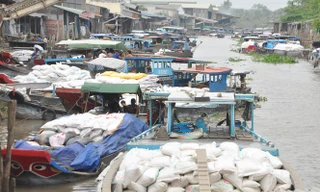 Một điểm tập kết gạo tại Tiền Giang. Ảnh: Cảnh Kỳ