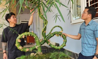 Tận mắt đến xem cây tre dáng độc lạ ở Tây Nguyên