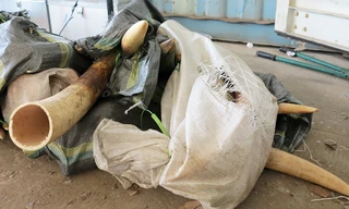 8 tấn ngà voi, vảy tê khai báo là phế liệu nhập về Đà Nẵng