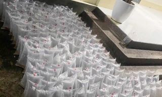 Bàn giao hồ sơ vụ buôn lậu tôm giống có sự liên quan cựu trạm trưởng biên phòng cho quân đội