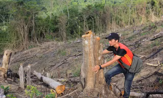 Nhiều diện tích rừng của Gia Lai bị chặt phá thời gian qua