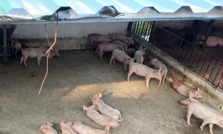 Chuồng lợn nhà ông Hanh có 4 ô, hiện đang nuôi hơn 50 con lợn