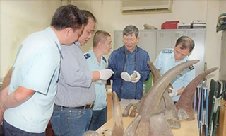 Tang vật 34 kg sừng tê giác vận chuyển từ Nam Phi về Việt Nam bị lực lượng hải quan thu giữ tại Cảng hàng không quốc tế Nội Bài ngày 12/10/2018