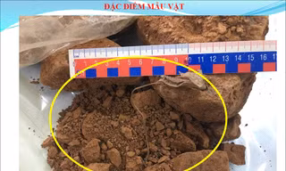 Một mẫu vật còn nguyên cả rễ cây