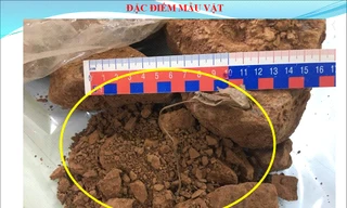 Một mẫu vật còn nguyên cả rễ cây