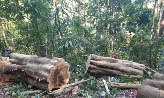 Vụ phá rừng tại xã Đak Song (huyện Kong Chro) vào tháng 4/2021