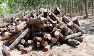 Gỗ dầu bị khai thác tại huyện Chư Prông