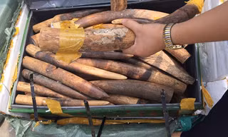 Tang vật liên quan vụ buôn lậu 213kg ngà voi