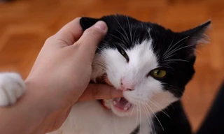 Bị mèo cào, người phụ nữ suýt mất mạng