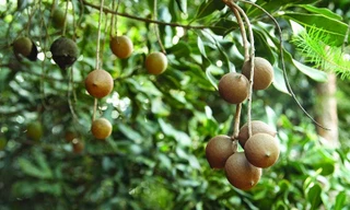 Có gì đặc biệt trong vườn mắc ca giống bạc tỷ ở Đắk Lắk?