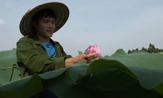 Chàng thanh niên dùng rượu diệt sâu khi trồng chè sen