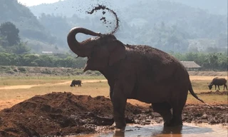 Nguyên nhân voi thích tắm bùn