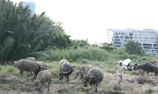 Người đàn ông chăn đàn trâu giữa lòng Sài Gòn