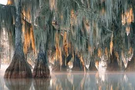 Phát hiện cây 2.624 năm tuổi siêu hiếm trên trái đất