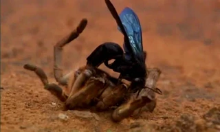 Ong bắp cày ký sinh kết liễu nhện khổng lồ