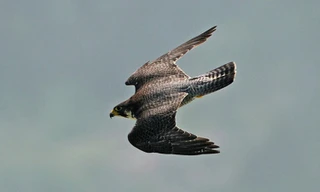 Kỹ năng săn mồi bậc thầy của loài vật nhanh nhất hành tinh