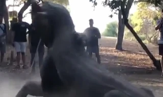 Cận cảnh trận chiến khốc liệt của những chú rồng Komodo