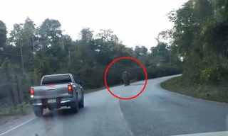 Voi hoang chặn đầu ôtô để cướp gạo ở Thái Lan