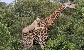 Video: Bị sư tử hung dữ nhảy lên lưng, hươu cao cổ dũng cảm trụ vững