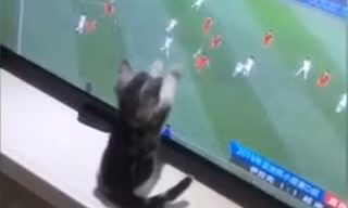 CĐV dành được sự yêu mến nhất hành tinh tại Asian Cup 2019