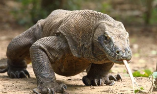 Rồng Komodo xé xác trâu rừng sau 3 tuần nhờ vũ khí đặc biệt