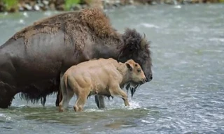 Bò rừng mẹ lấy thân mình chắn dòng nước xiết cho con