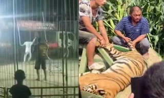 Hổ trốn khỏi lồng khi đang biểu diễn xiếc