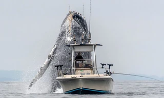 Clip: Cá voi khổng lồ tung mình lên cao, suýt rơi trúng thuyền ngư dân