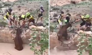 Đoàn người hợp sức cứu hươu mắc kẹt