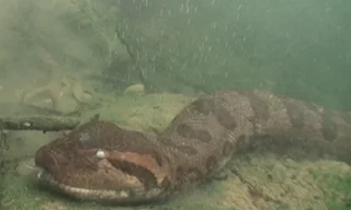 Thợ lặn đối mặt trăn anaconda và cá piranha