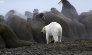 Cái kết nào cho chú gấu bắc cực một mình tấn công đàn Hải Mã