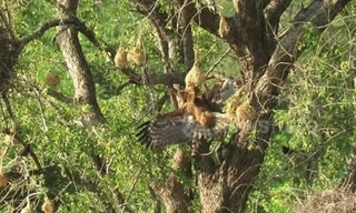 Ưng diều hâu lộn ngược dưới tổ chim thợ dệt để bắt mồi