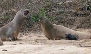 Hải cẩu mẹ giận dữ đánh đuổi đồng loại sán tới gần con