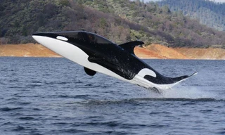 Tàu ngầm lao lên mặt nước, xoay vòng như cá voi