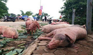 Ăn thịt lợn mắc dịch tả châu Phi nguy hiểm thế nào?