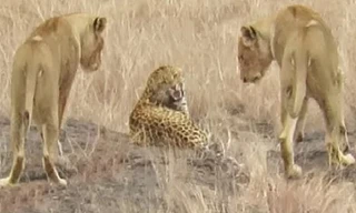 Giả đầu hàng, báo hoa mai trốn thoát ngoạn mục khỏi đàn sư tử