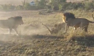 Cuộc chiến khốc liệt tranh giành lãnh thổ của 3 con sư tử