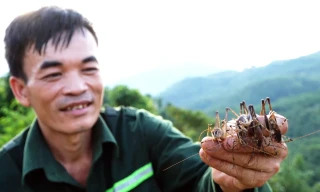Trùm màn bắt chôm chôm kiếm nửa triệu đồng mỗi ngày