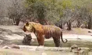 Tránh hổ đực, hổ cái suýt dìm chết con non