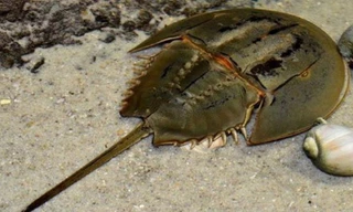 Hải sản bình thường ở Việt Nam, chích máu bán 300 triệu/lít