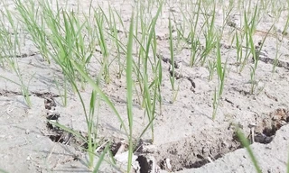 2.200 ha lúa ở Nghệ An sắp chết khô do nắng hạn