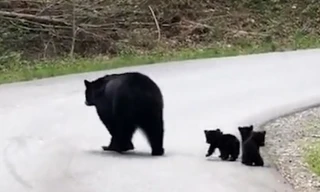 Video: Tan chảy với hình ảnh gấu mẹ dẫn đàn con lon ton qua đường