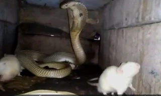 Rắn hổ mang ăn thịt chuột bạch trong nhà dân Ấn Độ