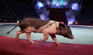 Độc đáo xiếc lợn ở Việt Nam