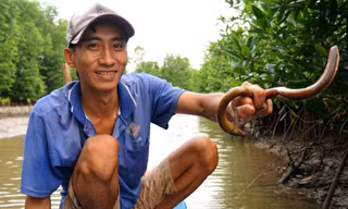 Bắt lịch bằng lưỡi câu kiếm tiền triệu mỗi ngày ở Cà Mau
