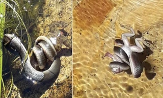Rắn nước dìm chết ếch trâu để nuốt chửng