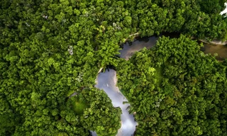 Điều gì xảy ra nếu rừng Amazon biến mất?