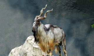 Loài dê núi được chọn làm biểu tượng quốc gia của Pakistan