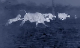 Cuộc chiến trong bóng tối giữa đàn sư tử và bầy trâu rừng